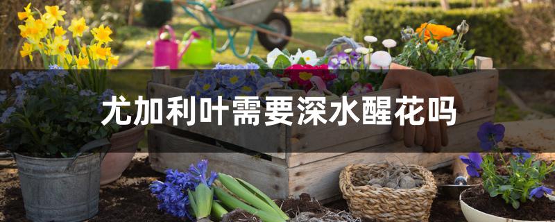 尤加利叶需要深水醒花吗 尤加利叶需要深水醒花吗