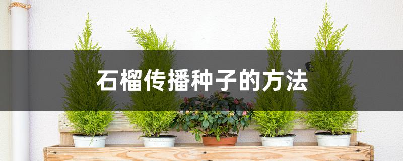 石榴传播种子的方法 石榴传播种子的方法