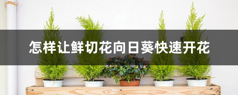 怎样让鲜切花向日葵快速开花 怎样让鲜切花向日葵快速开花