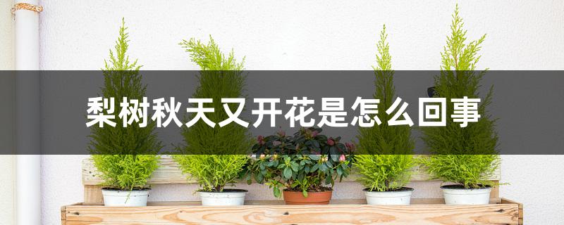 梨树秋天又开花是怎么回事 梨树秋天又开花是怎么回事