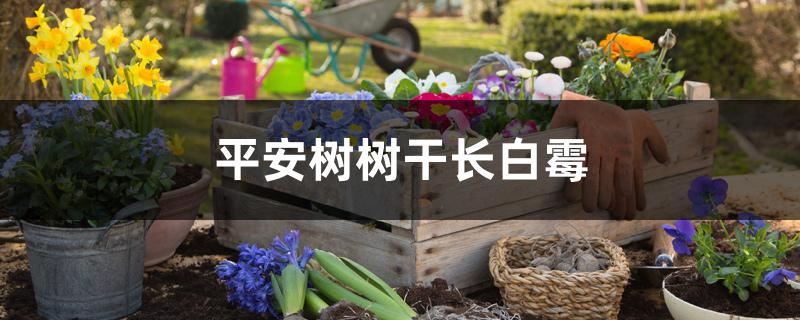 平安树树干长白霉 平安树树干长白霉