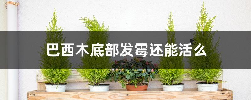 巴西木底部发霉还能活么 巴西木底部发霉还能活么