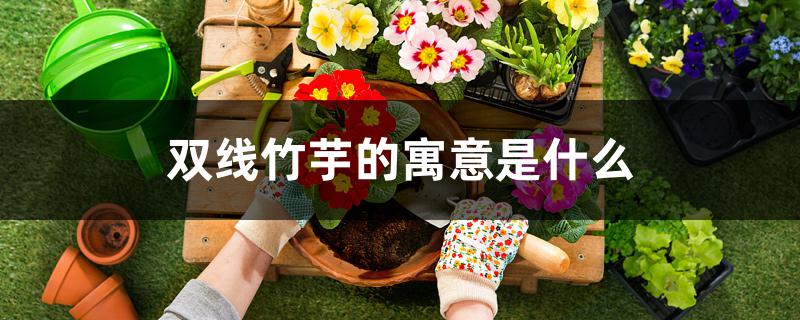 双线竹芋的寓意是什么 双线竹芋的寓意是什么