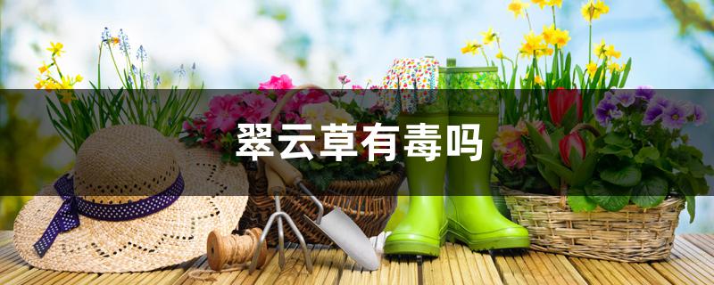 翠云草有毒吗 翠云草有毒吗