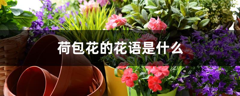 荷包花的花语是什么 荷包花的花语是什么