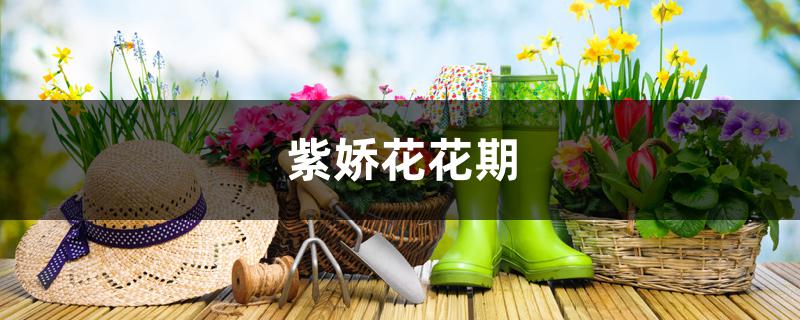紫娇花花期 紫娇花花期