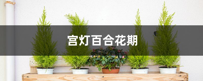 宫灯百合花期 宫灯百合花期