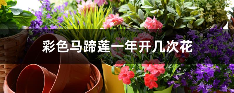 彩色马蹄莲一年开几次花
