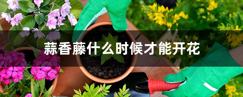 蒜香藤什么时候才能开花