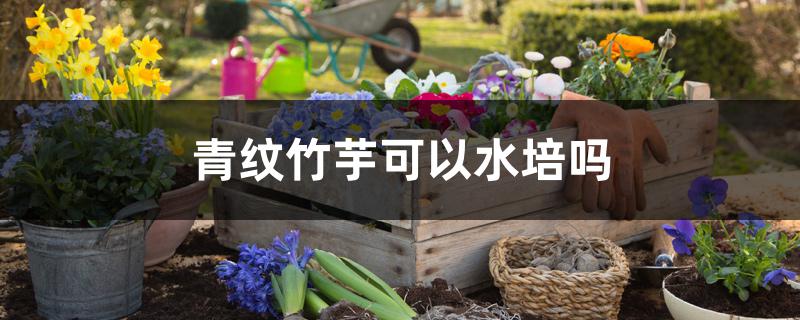 青纹竹芋可以水培吗 青纹竹芋可以水培吗