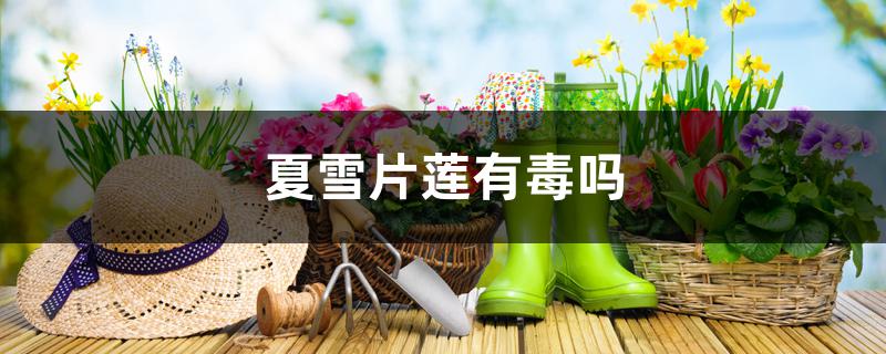 夏雪片莲有毒吗 夏雪片莲有毒吗