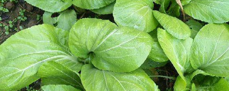 上海青菜种植时间和方法 上海青菜种植时间和方法