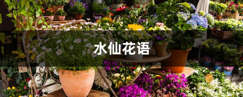 水仙花语 水仙花语
