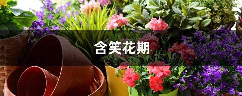 含笑花期 含笑花期