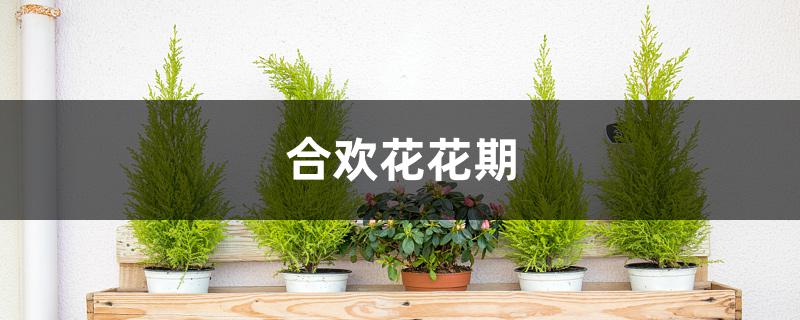 合欢花花期 合欢花花期