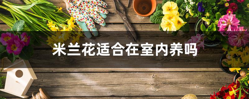 米兰花适合在室内养吗 米兰花适合在室内养吗