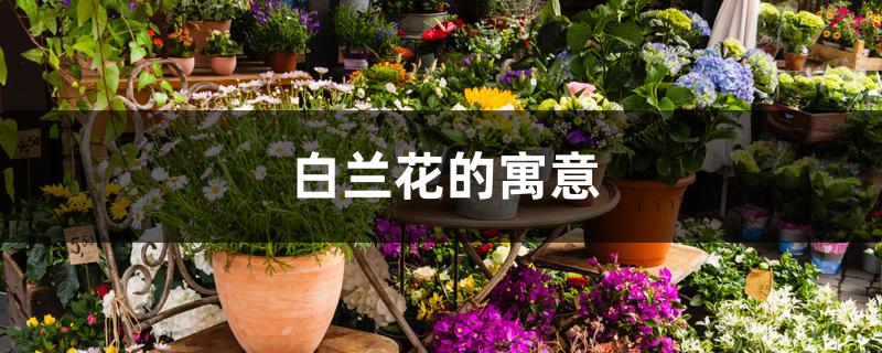 白兰花的寓意 白兰花的寓意
