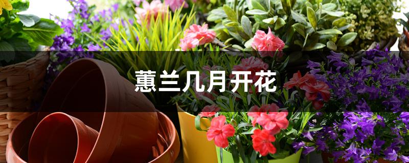 蕙兰几月开花 蕙兰几月开花