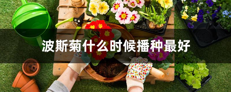 波斯菊什么时候播种最好 波斯菊什么时候播种最好