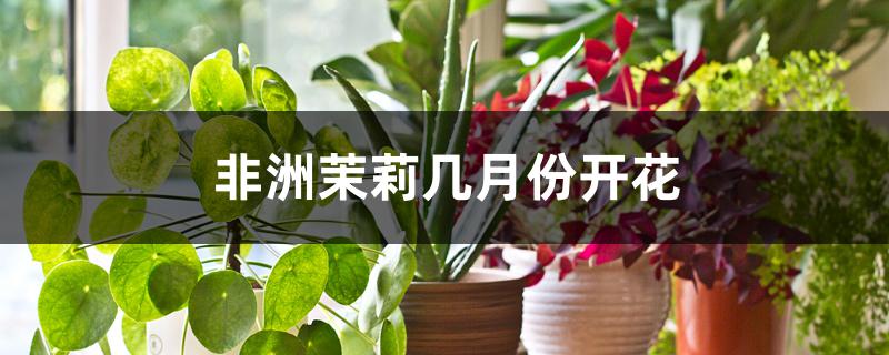 非洲茉莉几月份开花 非洲茉莉几月份开花