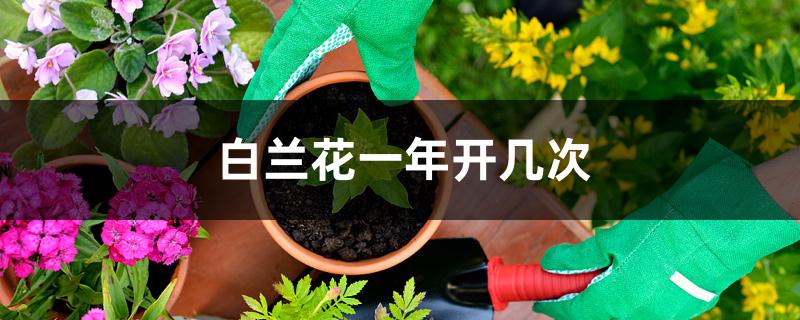 白兰花一年开几次 白兰花一年开几次
