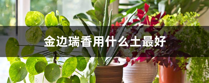 金边瑞香用什么土最好 金边瑞香用什么土最好