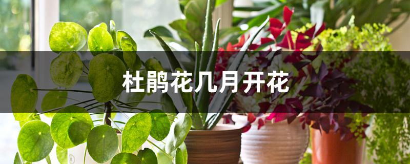 杜鹃花几月开花 杜鹃花几月开花