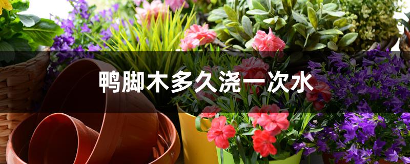 鸭脚木多久浇一次水 鸭脚木多久浇一次水