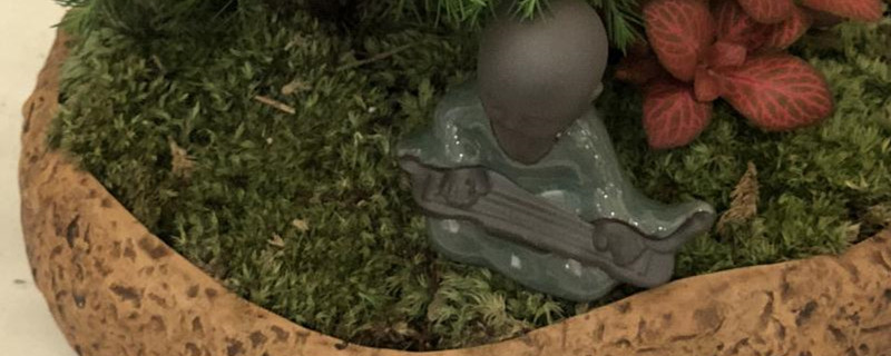 绿苔藓怎么养 绿苔藓怎么养
