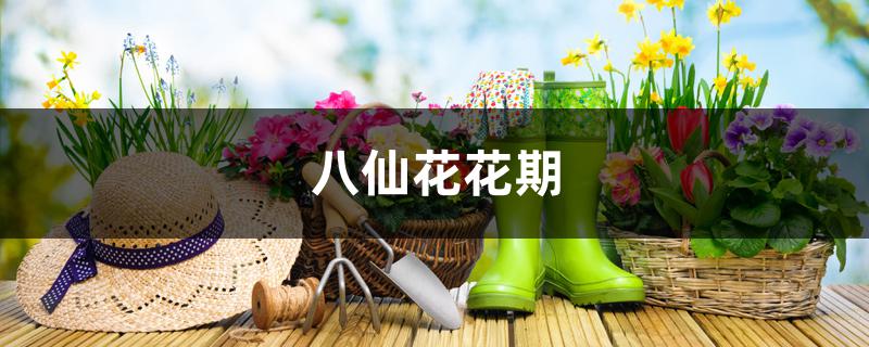 八仙花花期 八仙花花期