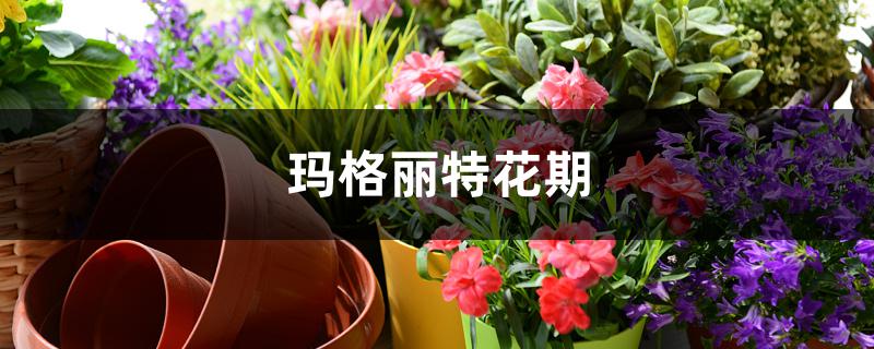 玛格丽特花期 玛格丽特花期