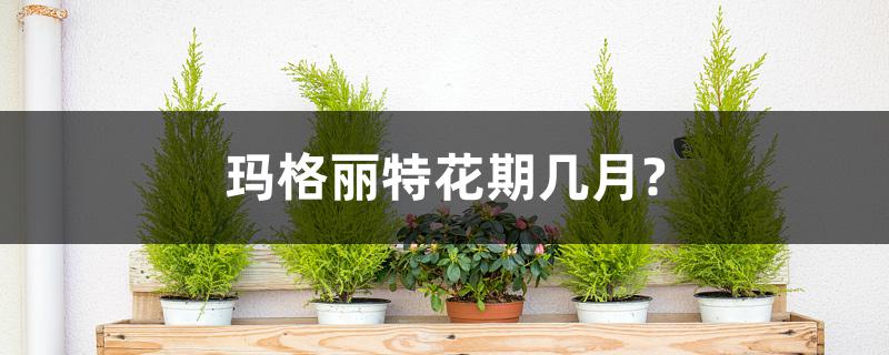 玛格丽特花期几月? 玛格丽特花期几月?