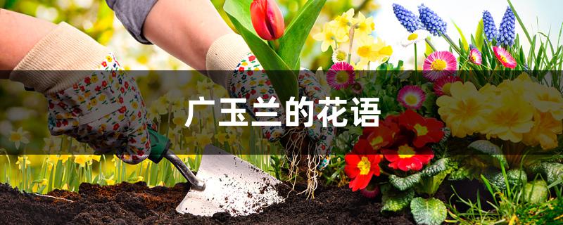 广玉兰的花语 广玉兰的花语