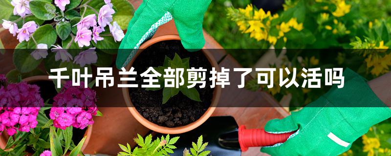 千叶吊兰全部剪掉了可以活吗