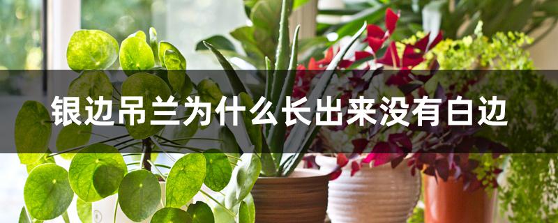 银边吊兰为什么长出来没有白边 银边吊兰为什么长出来没有白边