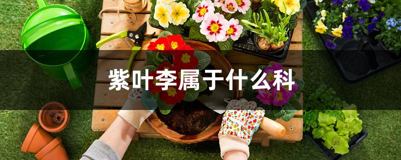 紫叶李属于什么科 紫叶李属于什么科