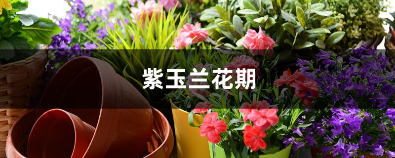 紫玉兰花期 紫玉兰花期