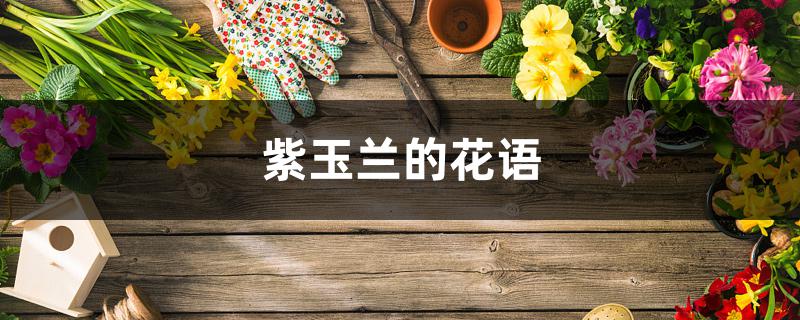 紫玉兰的花语 紫玉兰的花语