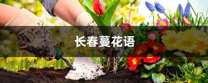 长春蔓花语 长春蔓花语