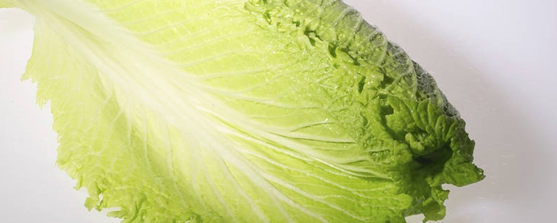 大白菜移栽时间和方法 大白菜移栽时间和方法