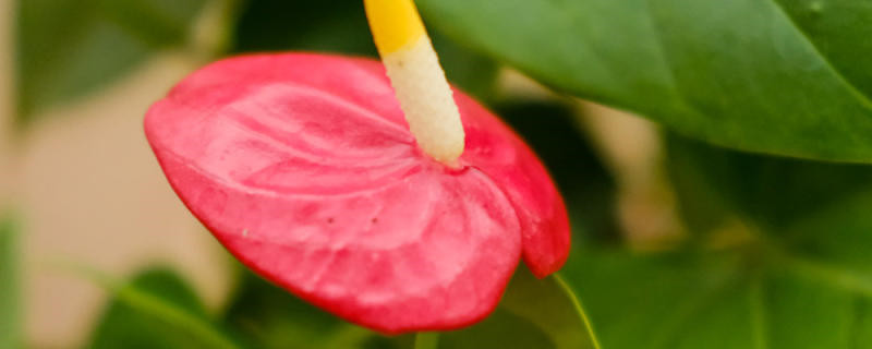 花烛叶子发黄干枯怎么办 花烛叶子发黄干枯怎么办