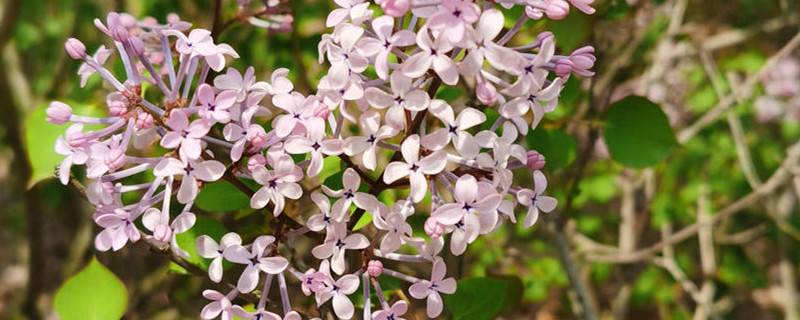 紫丁香花的寓意以及象征 紫丁香花的寓意以及象征