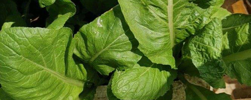 棒棒菜的种植方法和时间 棒棒菜的种植方法和时间