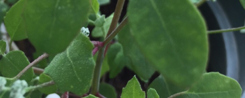 藜麦是什么植物 藜麦是什么植物