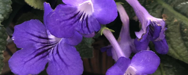长筒花夏天养护 长筒花夏天养护