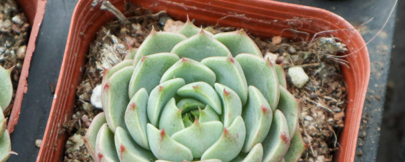 苯巴蒂斯多肉植物如何养护 苯巴蒂斯多肉植物如何养护