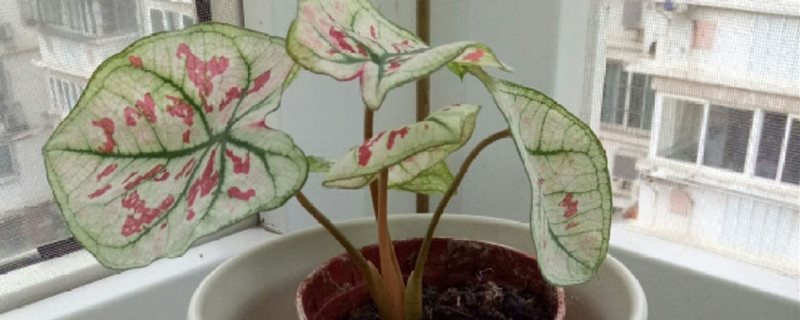 花叶芋怎样繁殖 花叶芋怎样繁殖