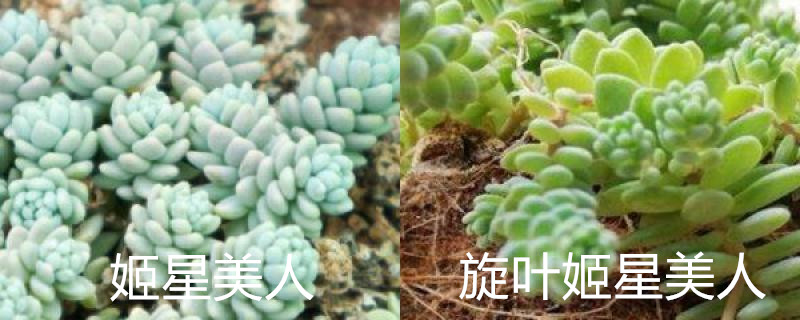 姬星美人和旋叶姬星美人的区别 姬星美人和旋叶姬星美人的区别