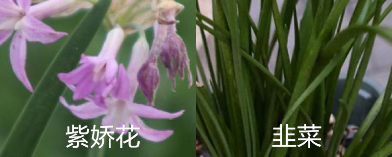 紫娇花和韭菜的区别 紫娇花和韭菜的区别