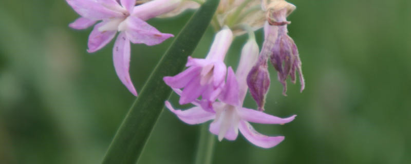 紫娇花怎么越冬 紫娇花怎么越冬